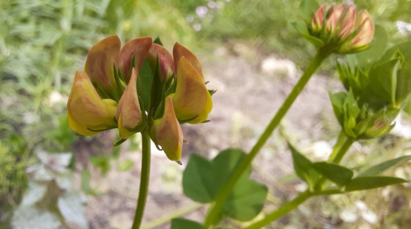 Hornklee kurz vor der Blüte