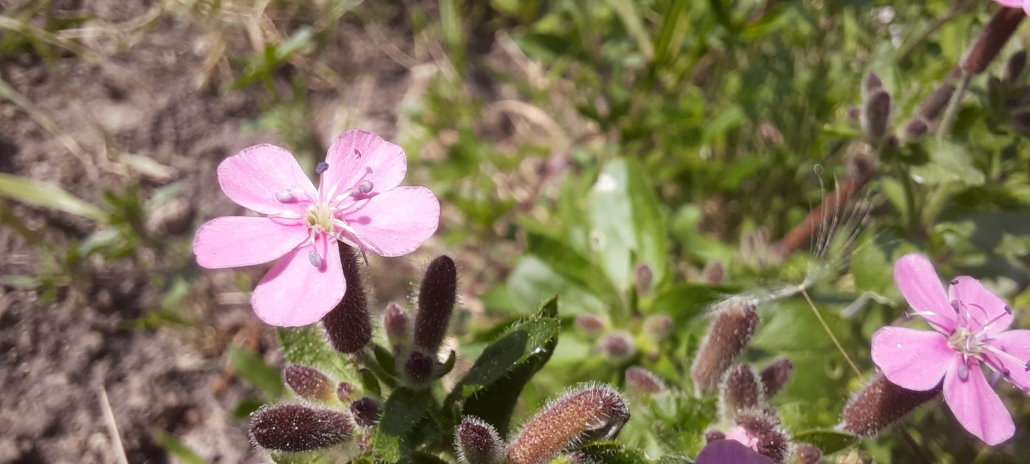 Seifenkraut-Blüten