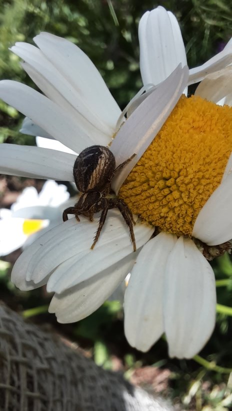 Spinne an Margeriten-Blüte