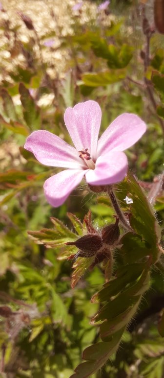 Storchschnabel-Blüte