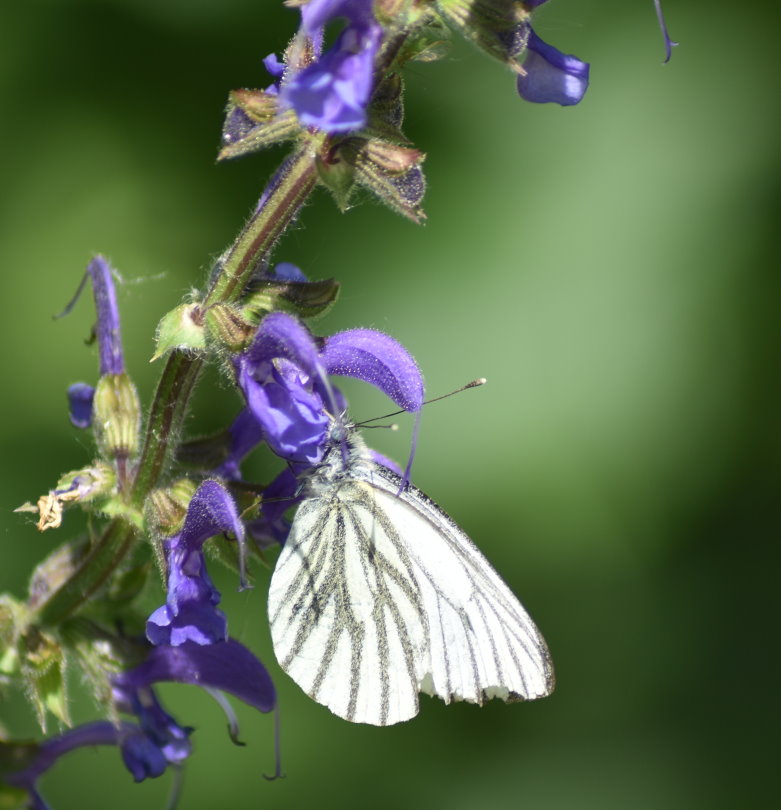 Weißling an Wiesensalbei