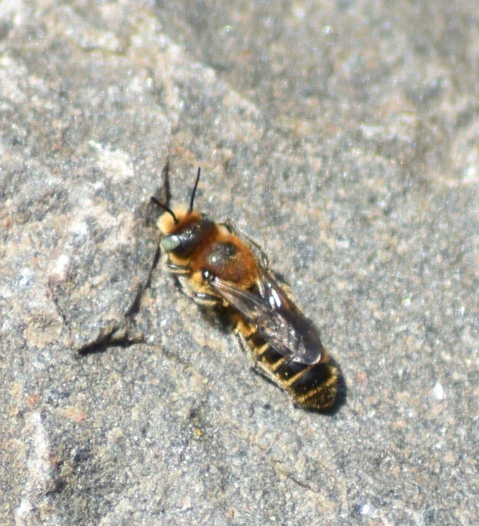 Diese Wildbiene wärmt sich auf den Steinen des Sandariums.
