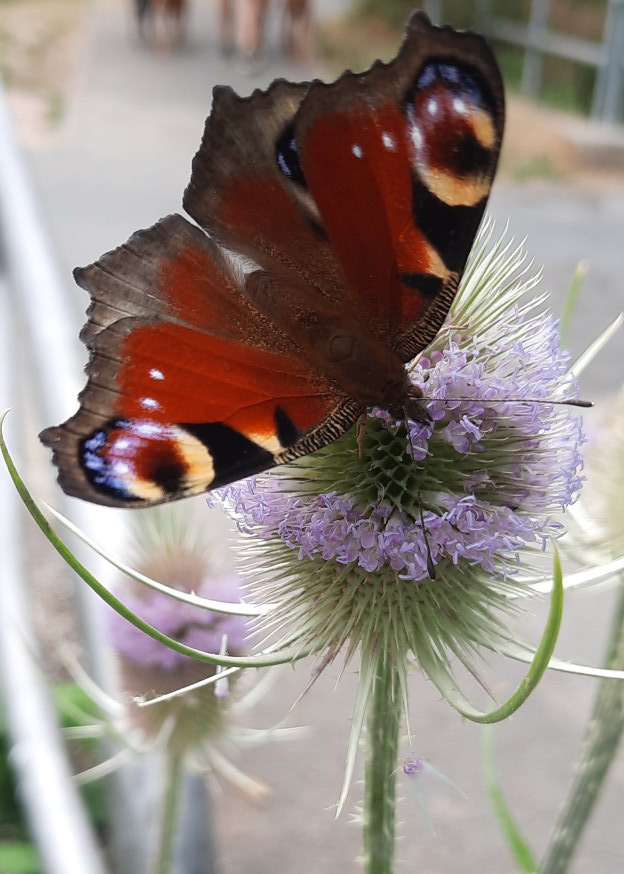 Tagpfauenauge auf Wilder Karde