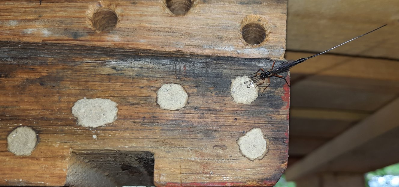 Schlupfwespe klopft Niströhre ab