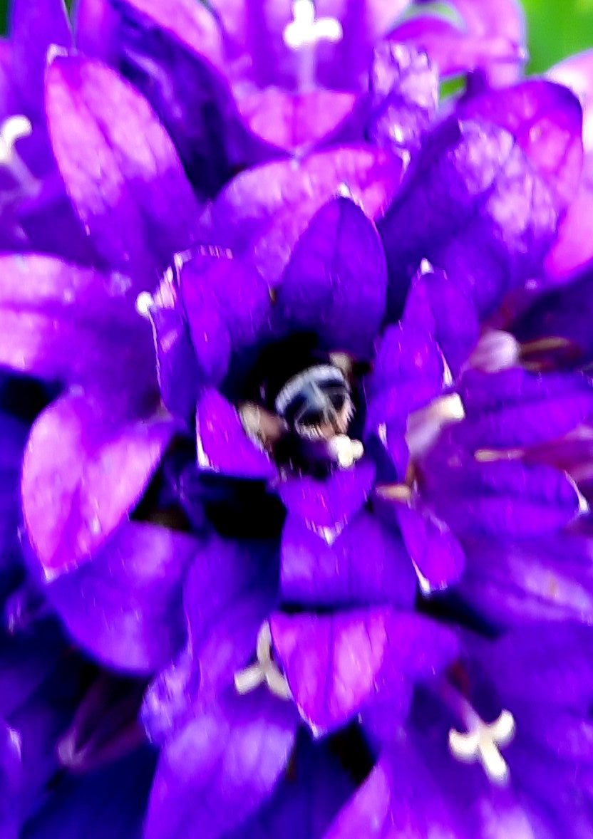 Furchenbiene in Blüte