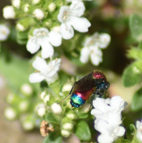 Goldwespe an Sandthyiman-Blüten