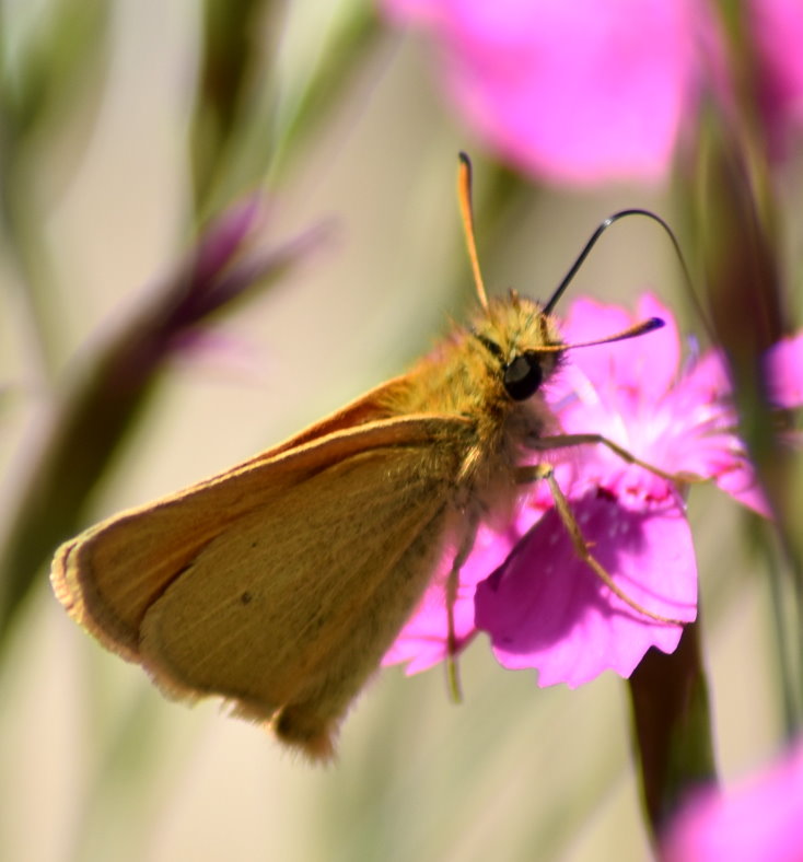 Rostfarbener Dickkopffalter auf Nelkenblüte