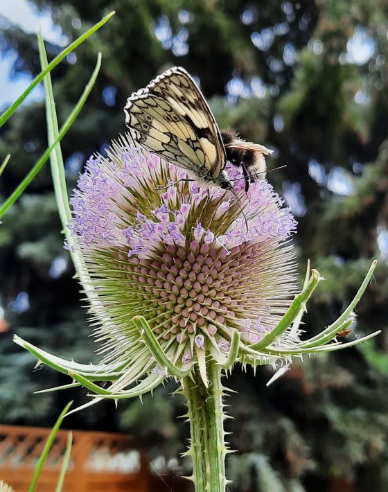 Schachbrettfalter und Erdhummel auf Wilder Karde