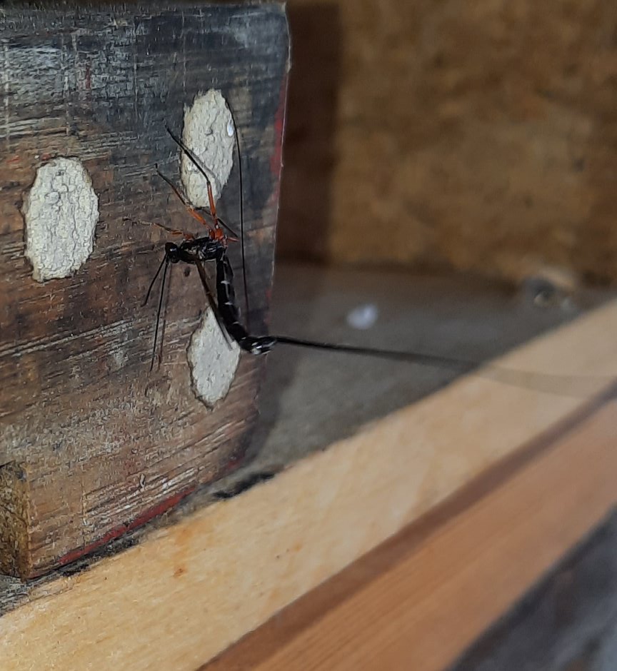 Schlupfwespe positioniert Legestachel