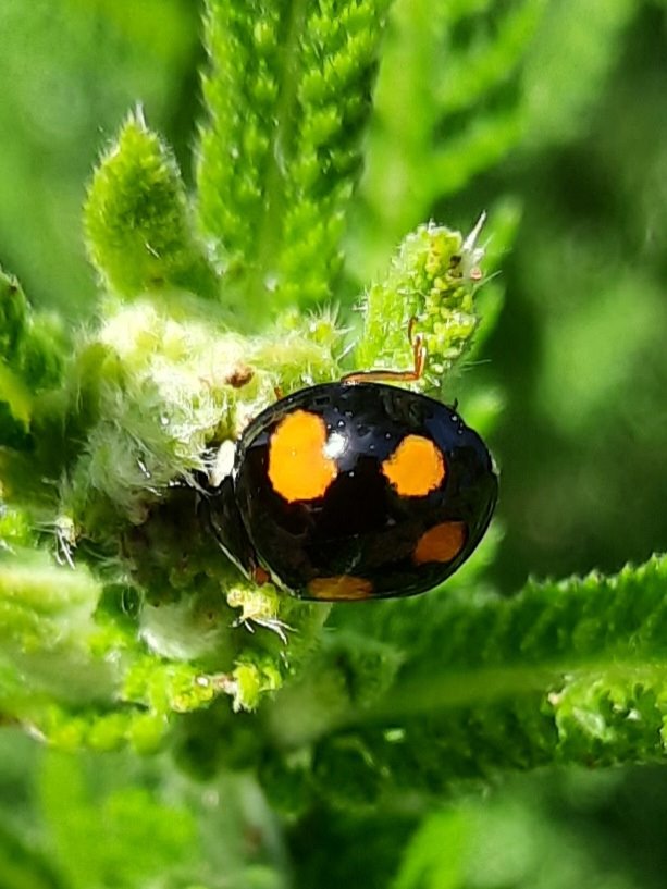 Zweipunkt-Marienkäfer