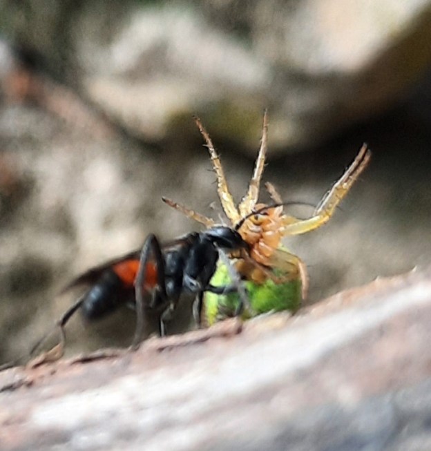Wegwespe mit Spinne als Beute