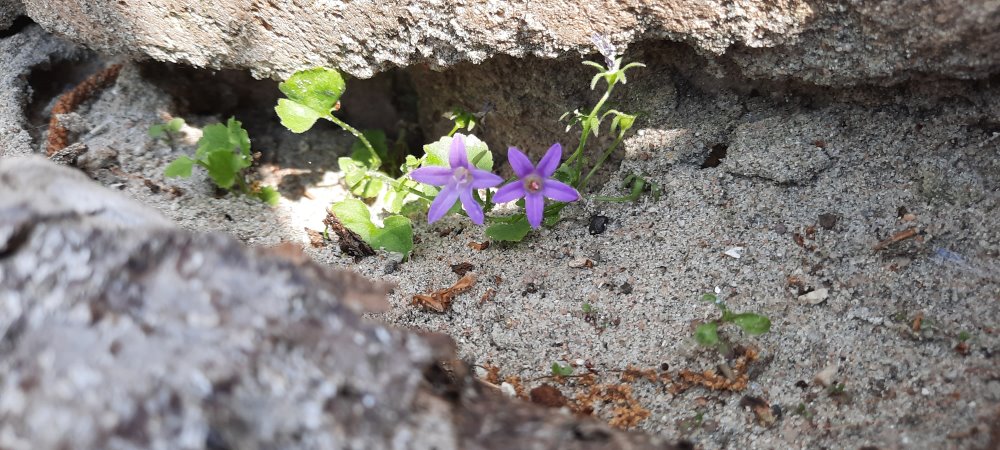 Glockenblume im Sandarium