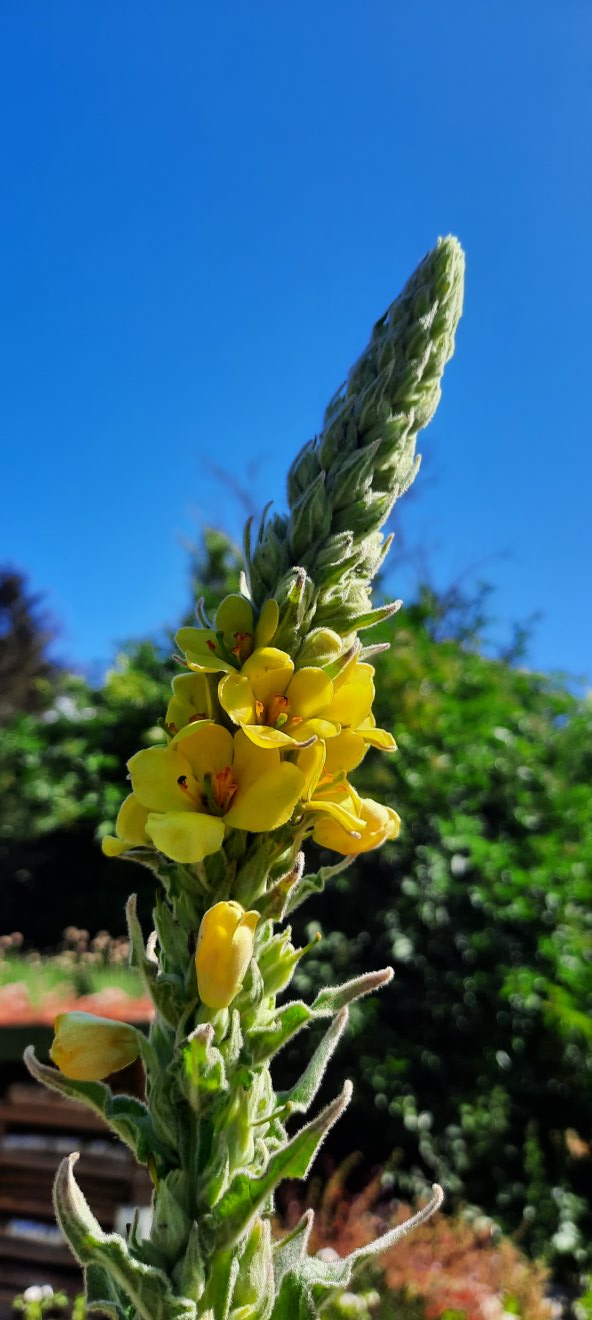 Blüten der Königskerze