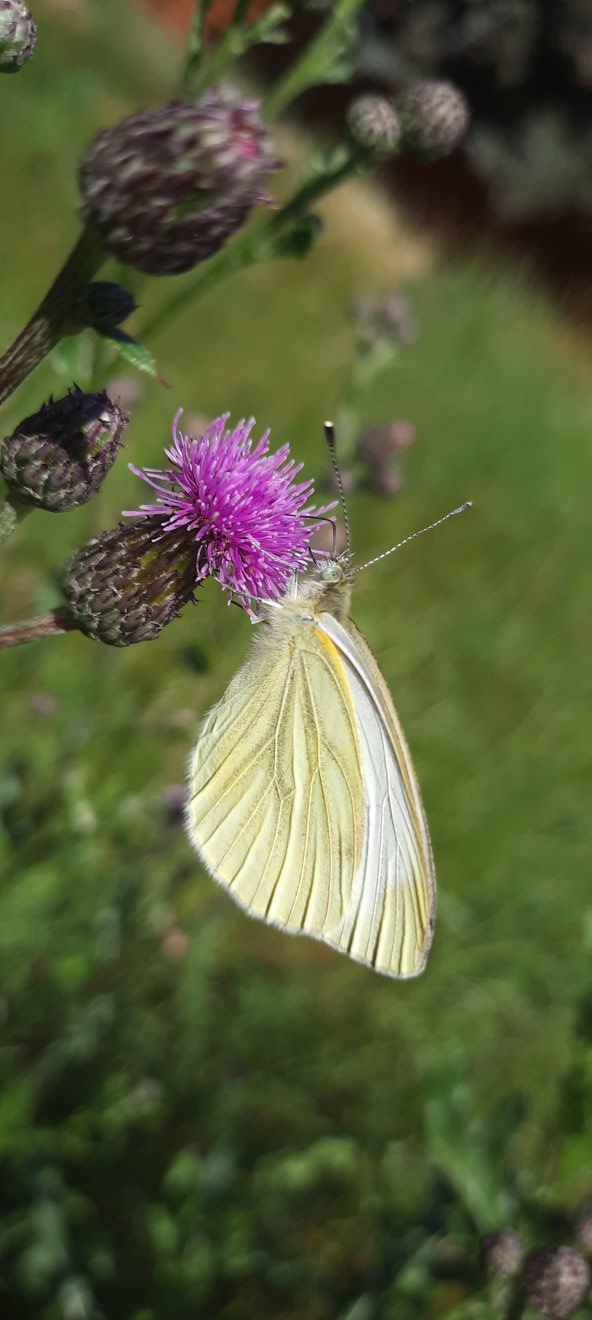 Ein Weißling an der Distel