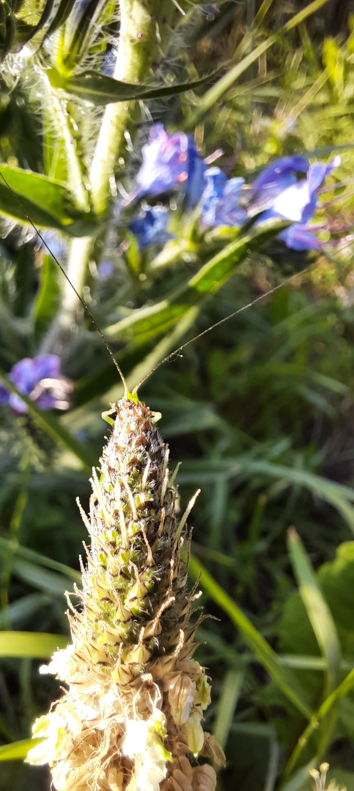 Schrecke an Wegerich-Blüte