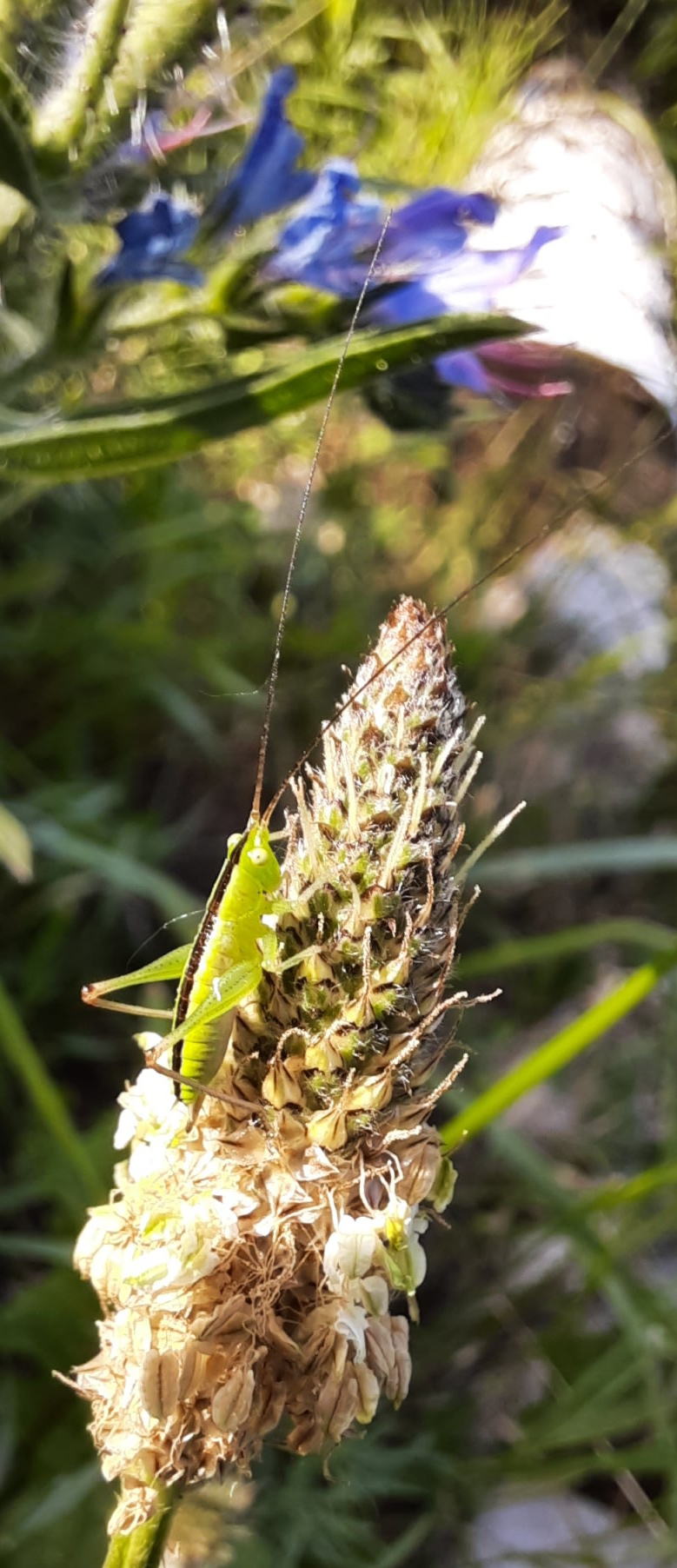 Schrecke an Wegerich-Blüte