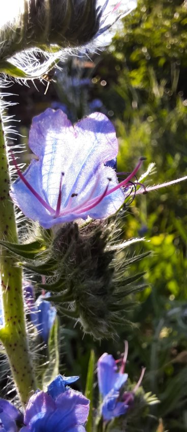 Blüte des Natternkopfs