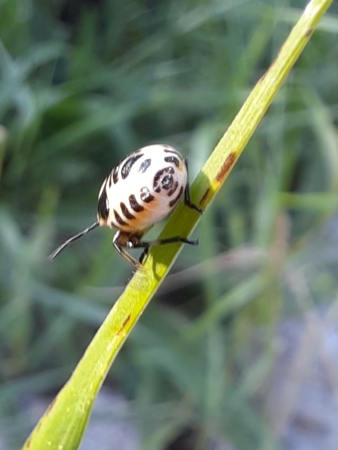 Wohl eine Käferlarve