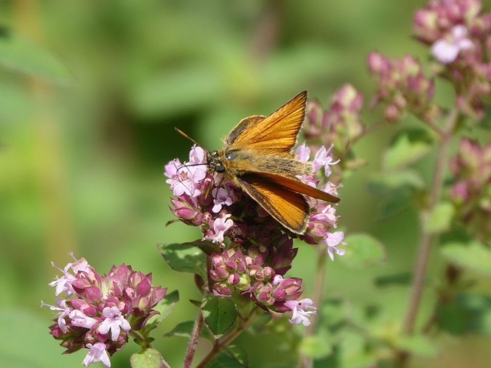 Dickkopffalter am Wilden Majoran