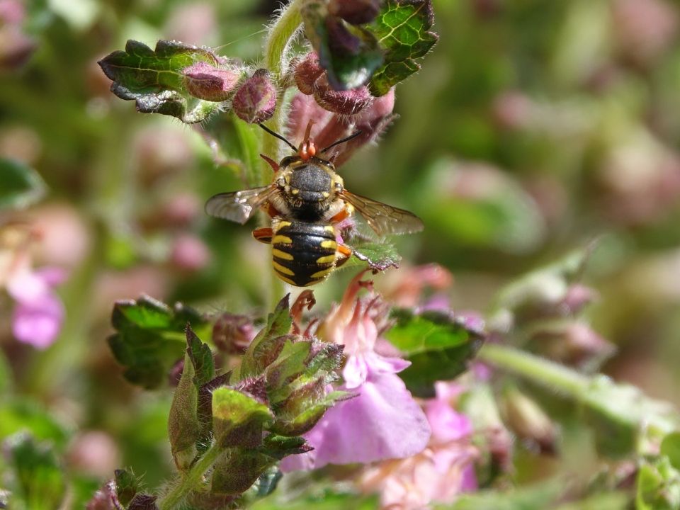 Wildbiene am Edel-Gamander