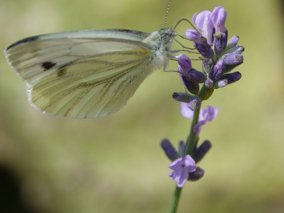 Ein Falter am Lavendel