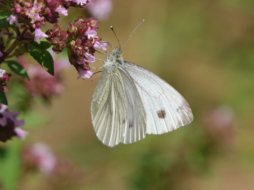 Falter am Wilden Majoran