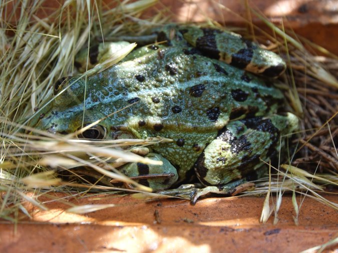 Teichfrosch unter Dachziegeln
