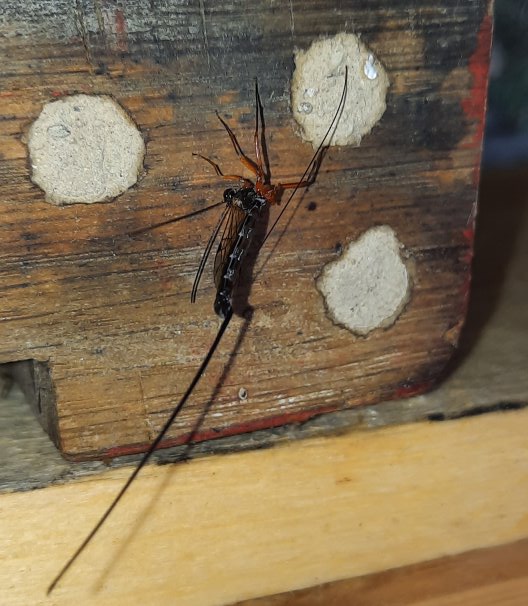 Schlupfwespe beginnt zu bohren