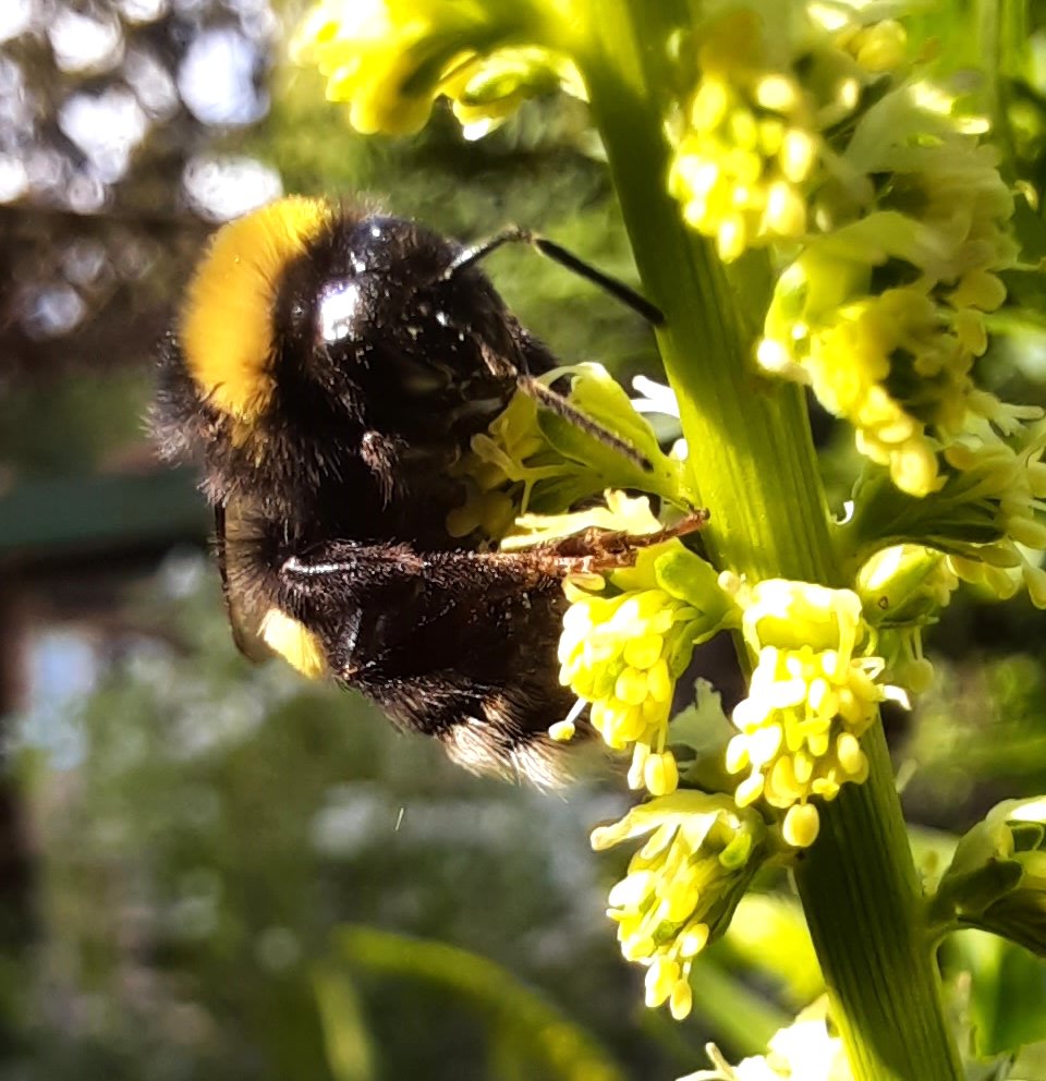 Erdhummel an Resede