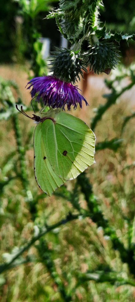 Zitronenfalter an Distelblüte