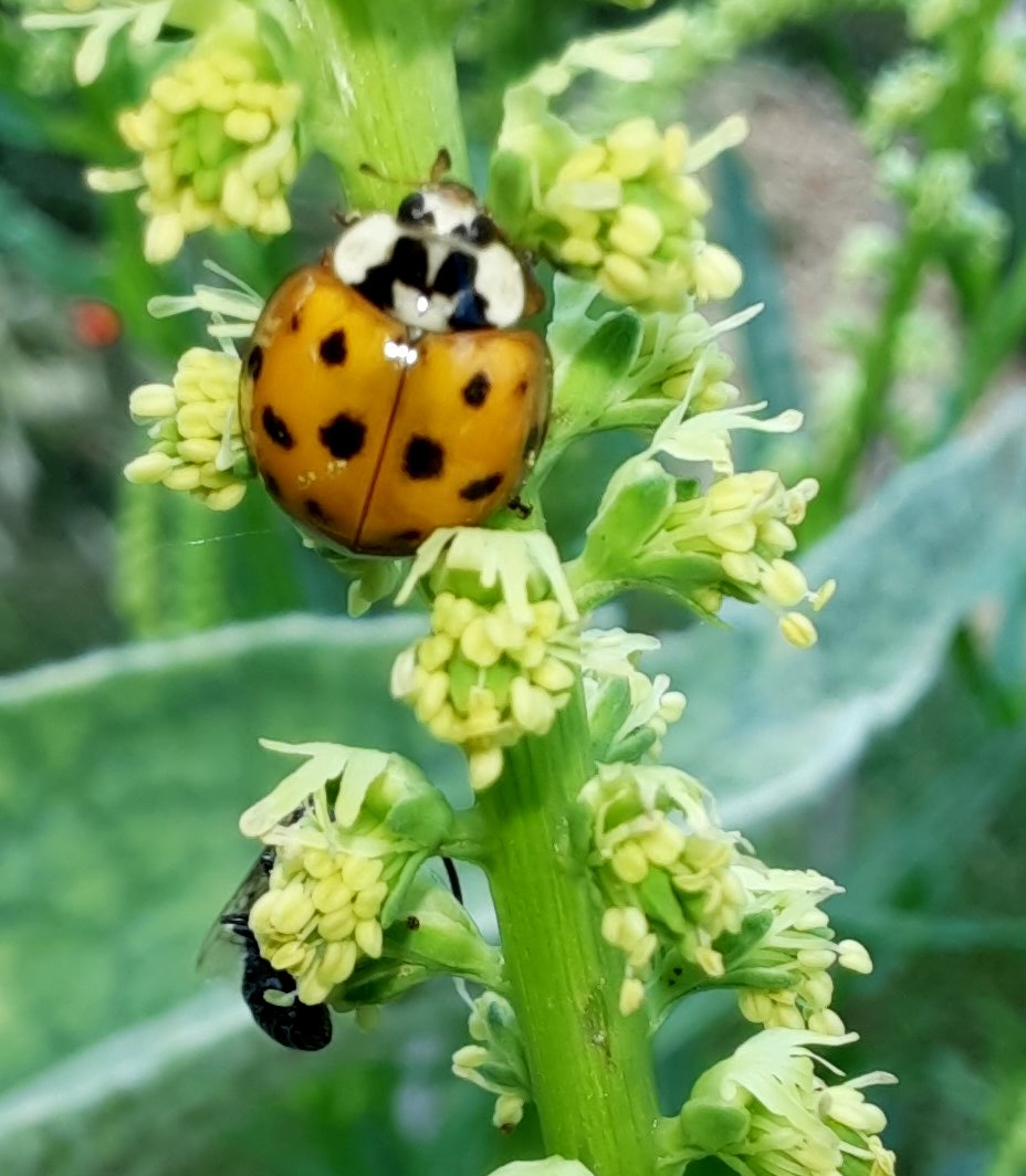 Marienkäfer an Resede
