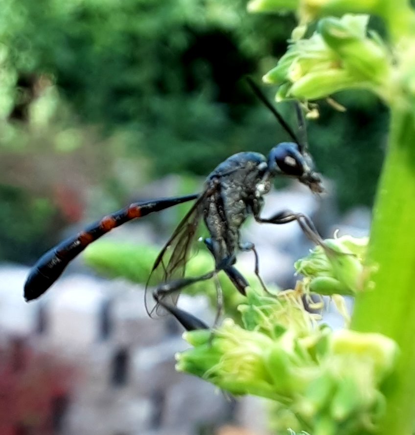 Schlupfwespe an Resede