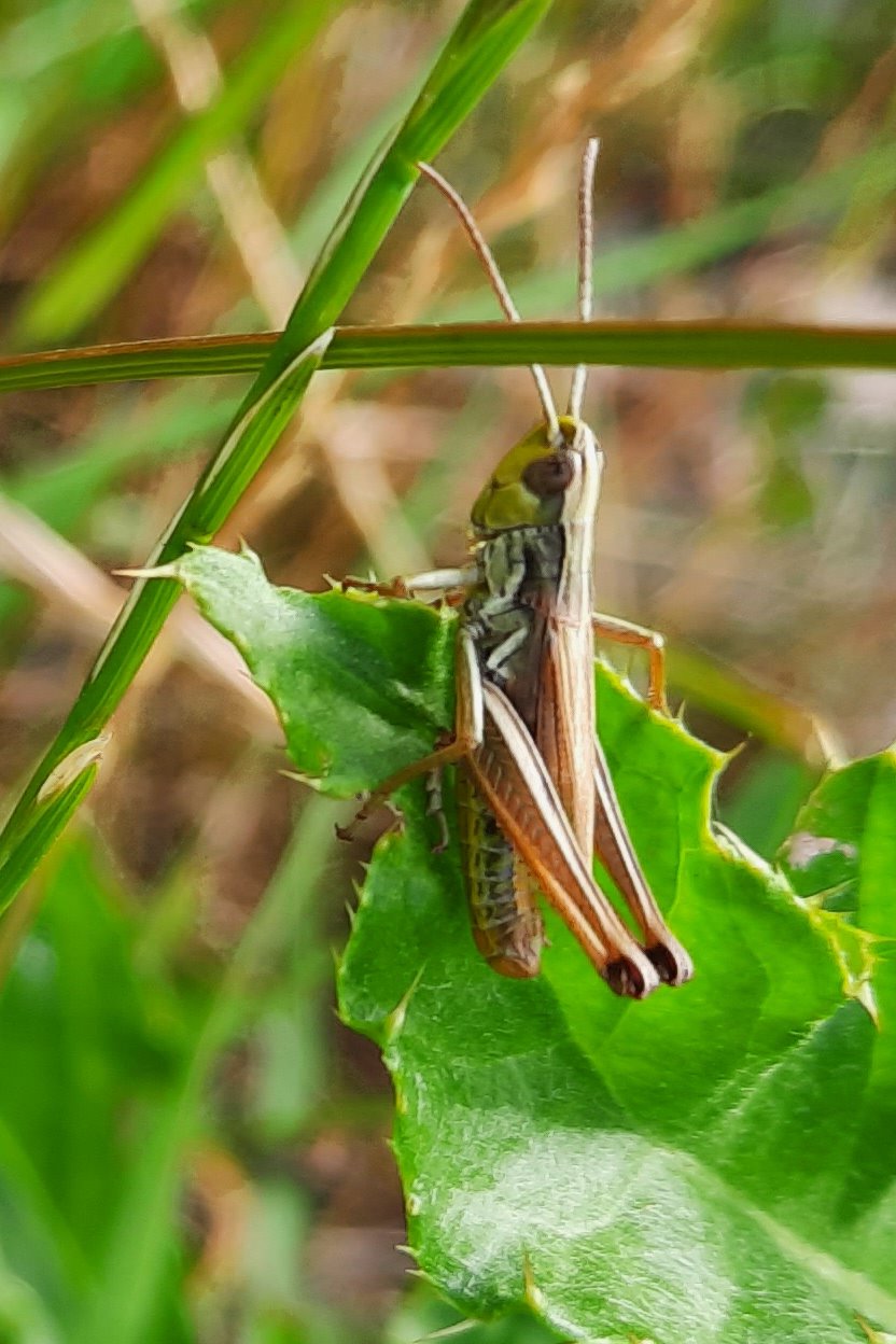 Heuschrecke - wahrscheinlich ein Grashüpfer