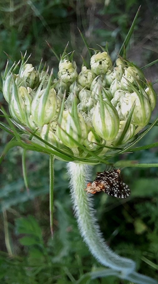 Gepunktete Hornfliege