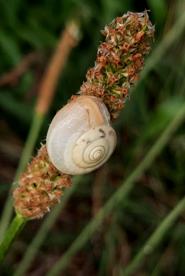 Kartäuserschnecke am Spitzwegerich