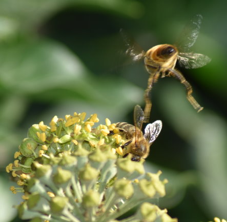 Mistbiene im Anflug auf Efeublüte