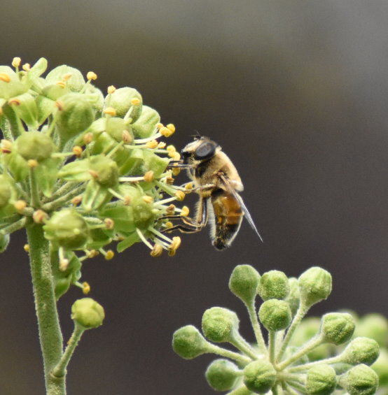 Mistbiene an Efeublüte