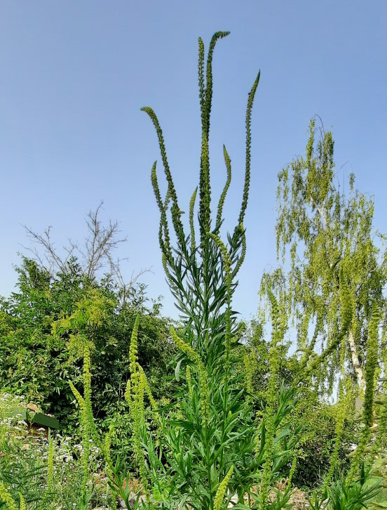 Die Resede in voller Größe