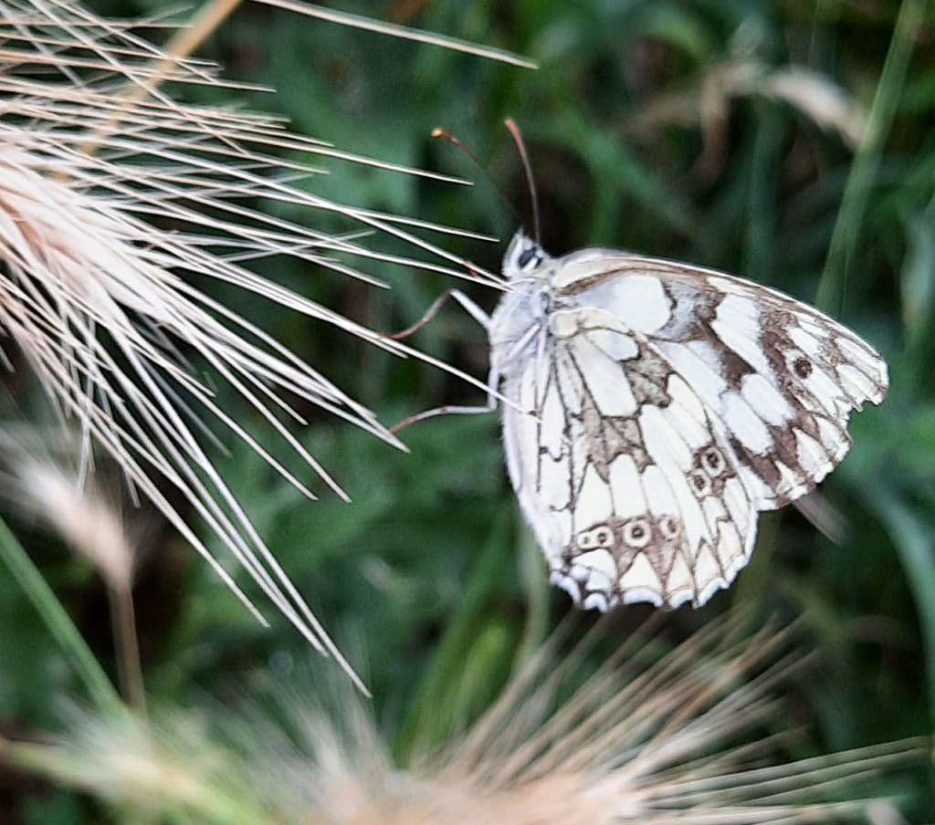 Ein Schachbrett-Falter sitzt an den Gräsern