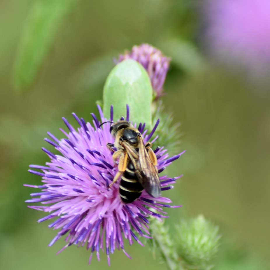 Wildbiene und Wanze an Distel-Blüte