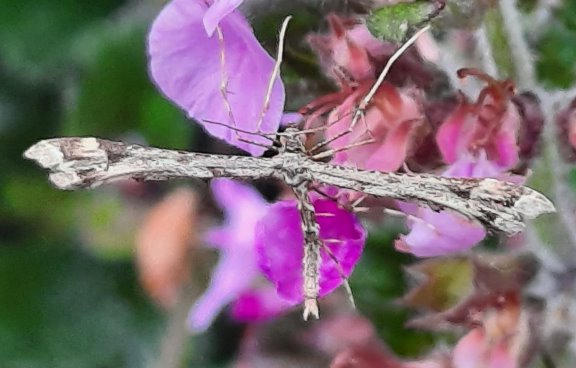 Federgeistchen am Edel-Gamander