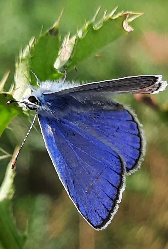 Bläuling an einer Distel