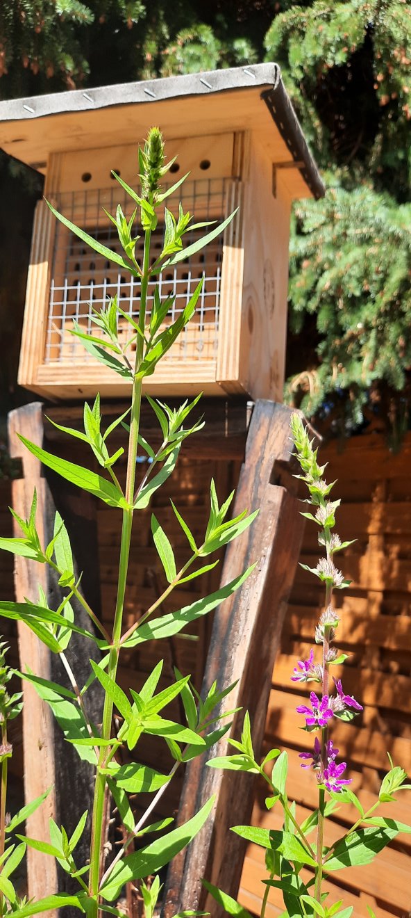 Und in diesem Sumpfbereich blüht nun auch der Blutweiderich