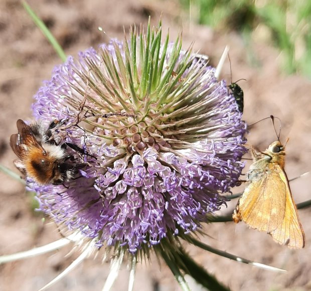 Karden-Blüte mit Falter, Wildbiene und Käfer