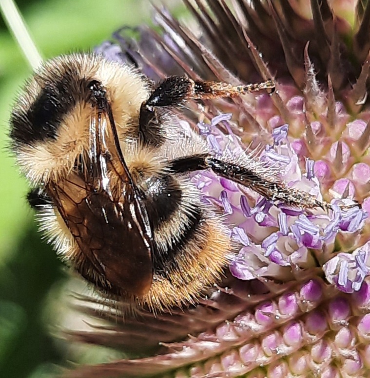 Wildbiene auf Karden-Blüte