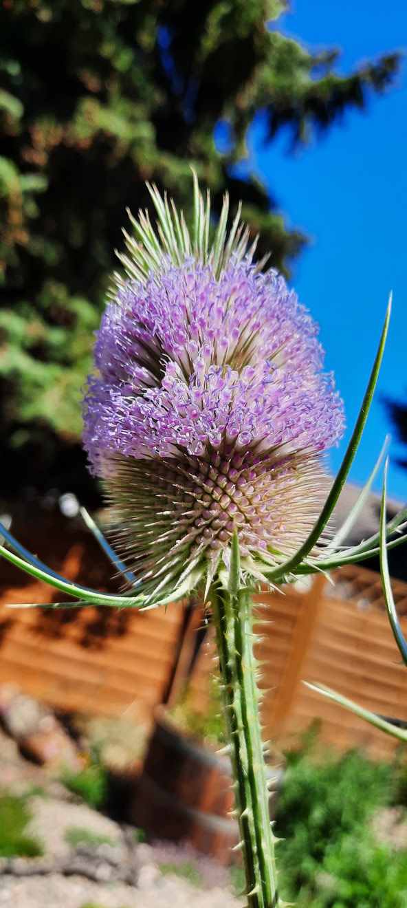 Blüte der Wilden Karde