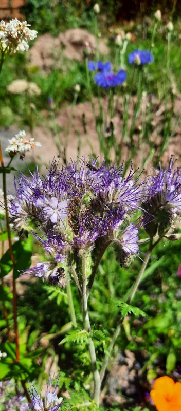 Blick in den Blühstreifen