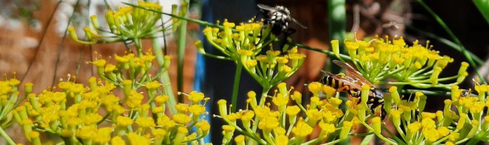 Fenchelblüten mit Wespe, Fliege und Käfer