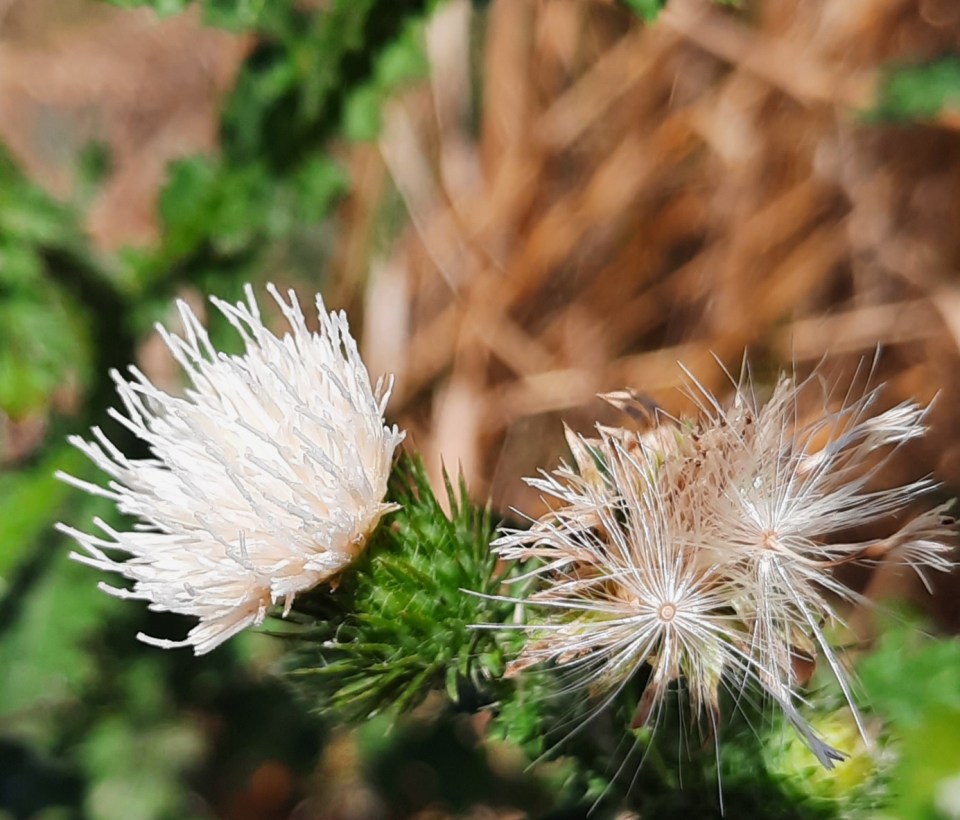 Distel mit weißen Blüten