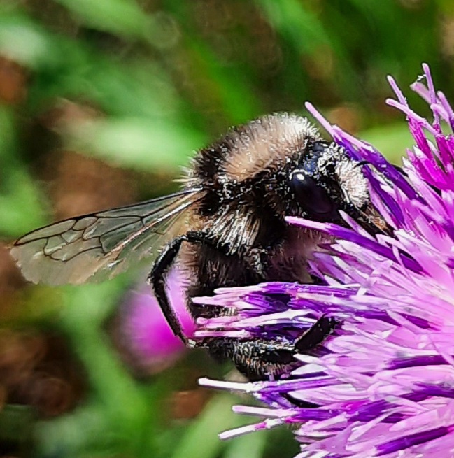 Wildbiene an Distel-Blüte